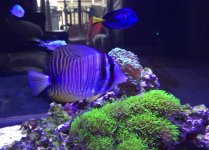 fish6.jpg