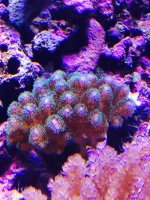 ImageUploadedByReefs2015-05-12 11:49:10 EDT.jpg
