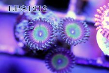 IMG_8549.JPG