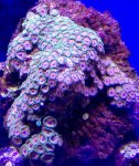 red eagle eye zoa coral 1 $30.jpg