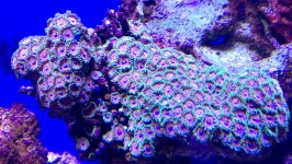 red eagle eye zoa coral 2 $30 .jpg
