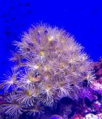 yellow polyps coral  $20.jpg