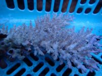 267. Acropora - 06.00 Inch.jpg
