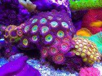 ImageUploadedByTapatalk1416524326.609448.jpg ImageUploadedByTapatalk1416524326.609448.jpg