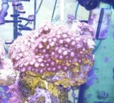 zoa.jpg