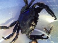 Black crab 1.jpg