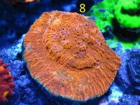 8 Orange Chalice Green Rim.JPG