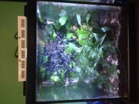 ImageUploadedByReefs2014-09-02 16:57:56 EDT.jpg