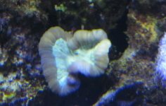 IMG_2447.jpg