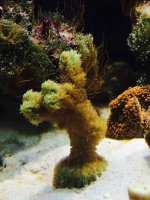 ImageUploadedByReefs2015-02-24 13:21:42 EST.jpg