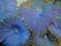 246. Rhodactis - 04.00 Inch - USD. 25.00.jpg