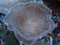 247. Rhodactis - 04.00 Inch - USD. 25.00.jpg
