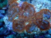 248. Rhodactis - 04.00 Inch - USD. 25.00.jpg