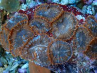 250. Rhodactis - 04.00 Inch - USD. 25.00.jpg