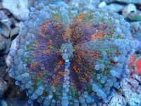 251. Ricordea - 02.00 Inch - USD. 50.00.jpg