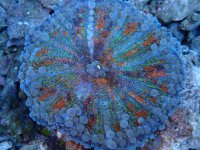 252. Ricordea - 02.00 Inch - USD. 50.00.jpg
