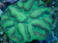 279. Symphyllia - 04.00 Inch - USD. 25.00.jpg