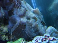 Green fuzzy mushrooms.jpg