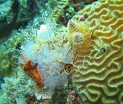 tunicate_and_brain_coral.jpg