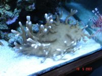 Yellow-green monti.jpg