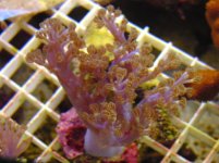21564Xenia_cespitularia1_md.jpg