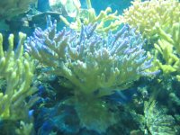 purple acropora.JPG