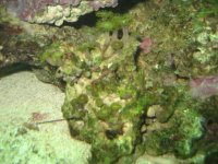 green polyps.JPG