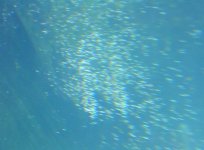 whitespot1.jpg