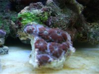 MY PICCS 001 604x454.jpg