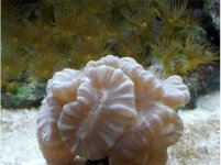 macro shots 050 544x406.jpg