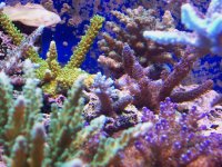 reef nov 06 0051.jpg