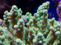 reef nov 06 0071.jpg