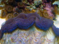 clam.jpg