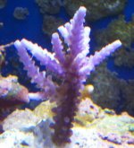 reef nov 06 0021.jpg