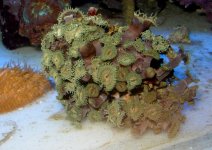 blue palys .jpg blue palys .jpg