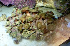 star burst palys .jpg