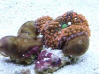 DSCF0515.JPG