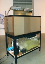 fishtank.jpg