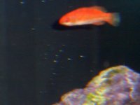 155 bow 3-21-07 005.jpg