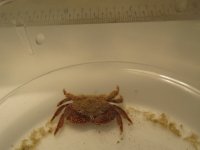 Crab2.jpg