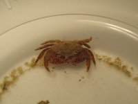 Crab.jpg