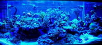 actinic photos 2.jpg