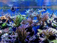 zreef no1106 004.jpg