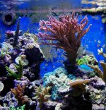 zreef no1106 005.jpg