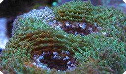 Rainbow Acan III closeup.jpg