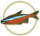 cardinal tetra.jpg