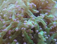 frogspawn close up.jpg