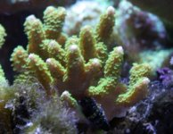 green acro close up.jpg