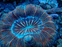 315. Trachyphyllia - 04.00 Inch - USD. 35.00.jpg