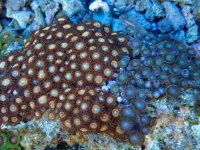 351. Zoanthus - 04.00 Inch - USD. 20.00.jpg